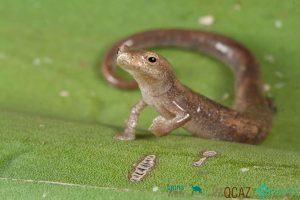 C2DKGLTFOZAJRDC542ONBCVYAI_11zon