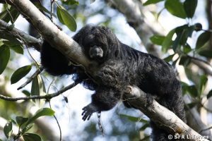 aequatorial-saki-pithecia-aequatorialis-ruhend-ecuador