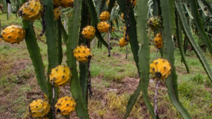 WhatsApp-Image-2022-02-08-at-11.03.58-AM-895x503