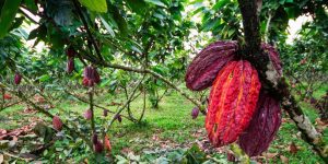 plantaciones-cacao-economia-ecuador (2)