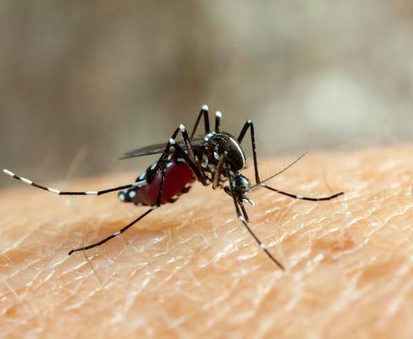 dengue-zika-mosquito-fiebre-chikungun_1531125_20240516160243