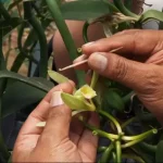 vainilla-canela-amazonica_2503925_20251105113414