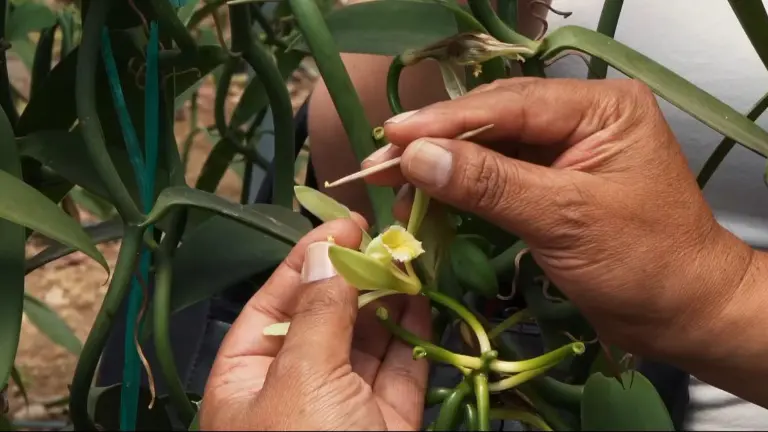 vainilla-canela-amazonica_2503925_20251105113414