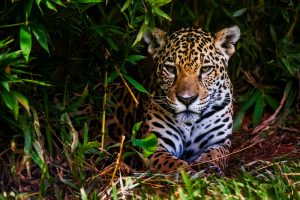 Jaguar (Panthera onca)