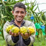 pitahaya (31 de 175)