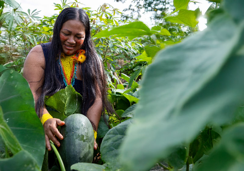 Salome-Tangamashi-cosecha-HU0Bw8Ph (1)