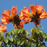 Árbol tulipán africano causa mortalidad de abejas nativas en Ecuador