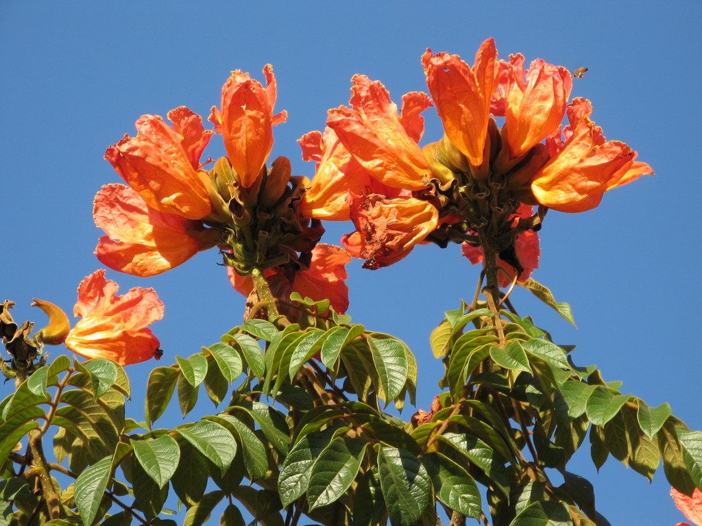 tulipan-africano-1024x768