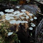 Ecuador registra por primera vez un escarabajo que perfora madera y cultiva hongos en la Amazonía