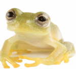 La impresionante Rana de Cristal descrita en Morona Santiago