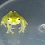 Ranas de cristal en riesgo: Ecuador y el mundo buscan salvarlas
