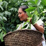 Ecuador certifica sus exportaciones de café, cacao y guayusa como libres de deforestación