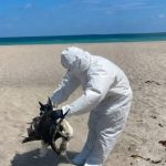 El Niño habría provocado muerte masiva de aves en Ecuador