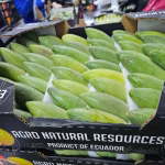 Ecuador exporta más de 30 productos agrícolas a Europa, Canadá y EE. UU.