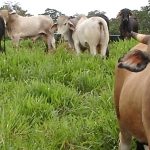 El precio de la carne continúa al alza en Ecuador durante 2026