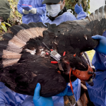 Primera águila andina adulta marcada con GPS en el sur del Ecuador