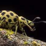 Científicos hallan en Ecuador nueva especie de escarabajo de colores iridiscentes