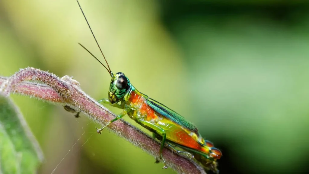 descubren-nueva-especie-de-saltamontes-e.jpg