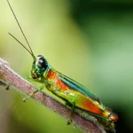 Identifican en Ecuador nueva especie de saltamontes en el Parque Nacional Sangay