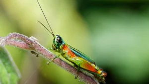 descubren-nueva-especie-de-saltamontes-e.jpg