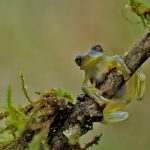 Rescate de ranas de cristal en Ecuador: de una zona minera a un centro de conservación