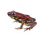 Excidobates_captivus_Morfo_1-1200x873