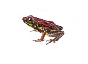 Excidobates_captivus_Morfo_1-1200x873