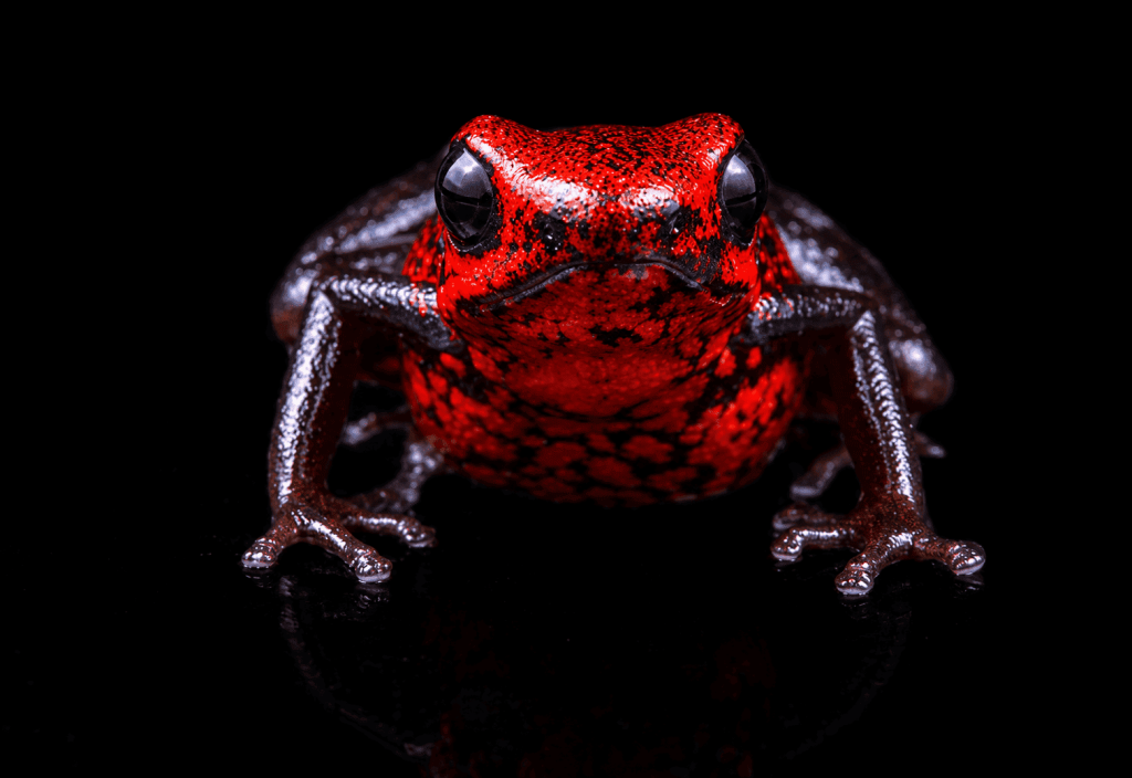 Rana-roja-en-la-oscuridad-1-1