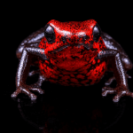 Hallan en el sur de Ecuador una nueva especie de rana venenosa de menos de 2 cm